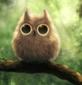 Описание: C:\Documents and Settings\svetlana\Рабочий стол\сова.jpg