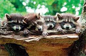 http://www.tierpark.ch/francais/images/franz07_7.jpg