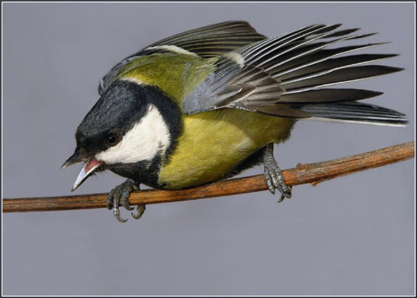 http://*****/images/feeder/39.jpg