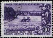 Пшеничное поле, огражденное лесными полосами