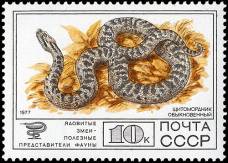 Обыкновенный щитомордник