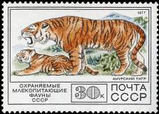 Природа и экология - Амурский тигр