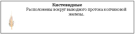 Типы перьев у птиц