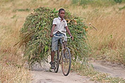 http://upload.wikimedia.org/wikipedia/commons/thumb/9/96/African_boy_transporting_fodder_by_bicycle_edit.jpg/220px-African_boy_transporting_fodder_by_bicycle_edit.jpg