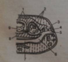F:\ооооо\PICT3226.JPG