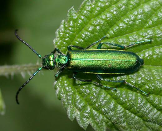 Файл:Lytta-vesicatoria.jpg