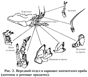 Рис. 2
