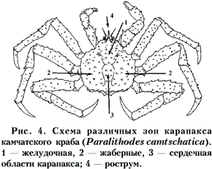 Рис. 4