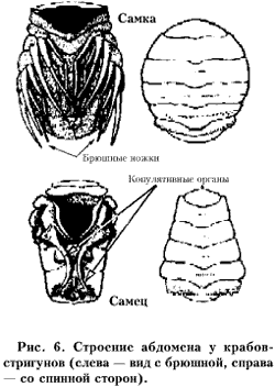 Рис. 6