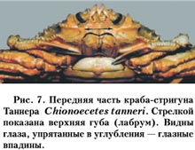 Рис. 7
