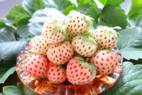 Земляника садовая Пайнберри