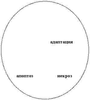 Блок-схема: узел:
адаптация
апоптоз некроз