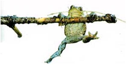 Изображение:frog.JPG