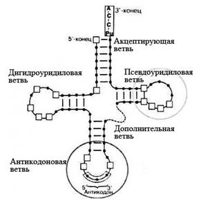 C:\Users\Игорь\Desktop\Raspolodjyeniye_protokodona_na_tRNK.jpg