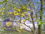 Камера Nokia N80