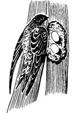 Семейство Стрижи (Apodidae)