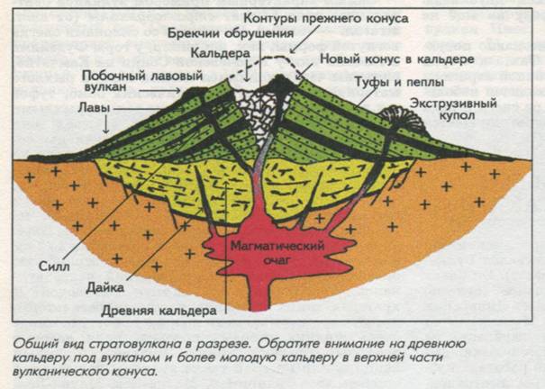 Арбусто