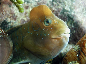 http://*****/images/3/8.jpg