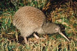 Описание: Kiwi-bird