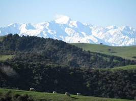 Описание: \\IVAN_DESKTOP\My Documents\My Pictures\New Zealand Photos\Locate\Fam trip Sergey Aug 2009\Best\Optimize\Sheep_green_snow.jpg