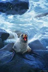 Описание: Fur Seal, Kaikoura