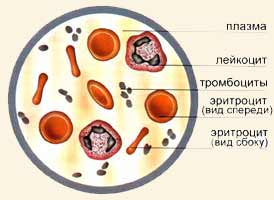 C:\Documents and Settings\User\Рабочий стол\f_k2-2.jpg