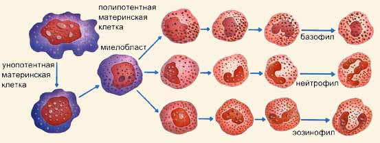 C:\Documents and Settings\User\Рабочий стол\f_k2-3.jpg