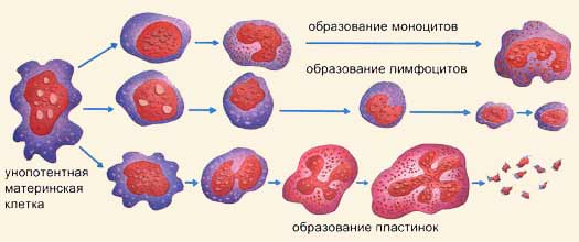 C:\Documents and Settings\User\Рабочий стол\f_k2-4.jpg