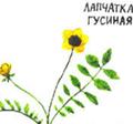 Лапчатка гусиная