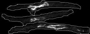 ImageJ=1.34l