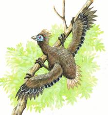http://simbania.files.wordpress.com/2010/12/hoatzin_chick-w_claws.jpg