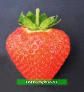 Сорт земляники Спаржи