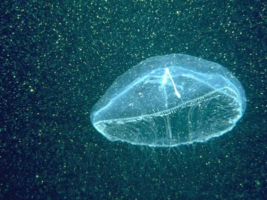 Описание: Картинка 9 из 13352