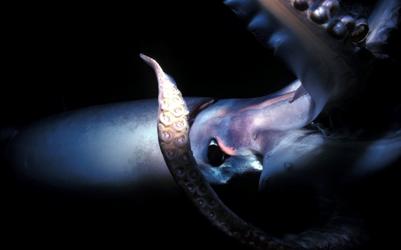 Описание: http://img.wallpaperstock.net:81/squid-wallpapers_13745_2560x1600.jpg