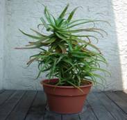 C:\Users\техно\Desktop\р2\Krantz-aloe1-520x693.bmp
