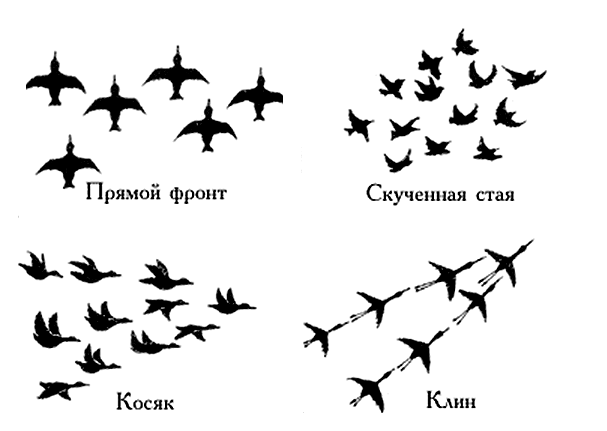 Зимние птицы трафарет. Тематические занятия "Перелетные и зимующие птицы"