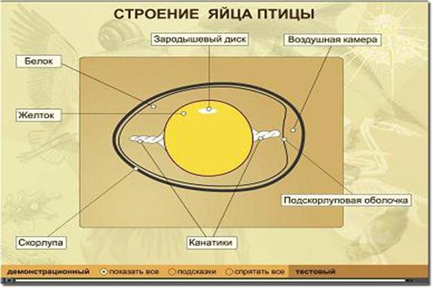 Описание: Строение яйца птицы
