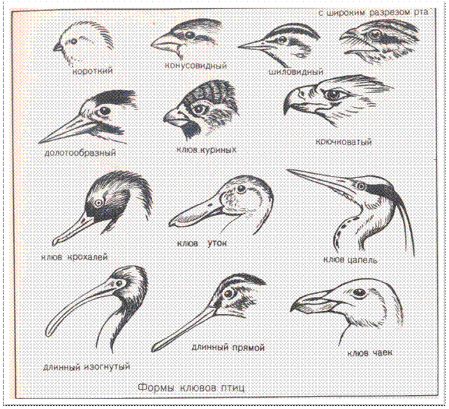 http://www.birdsbb.ru/ash/img/7.jpg